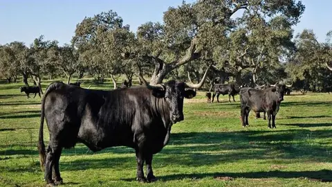 Vaca negra andaluza