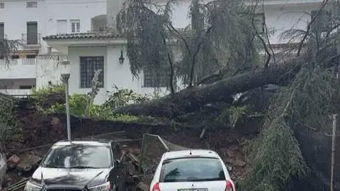Ca&iacute;da del &aacute;rbol en Aracena. Fuente: Facebook Ayto. Aracena