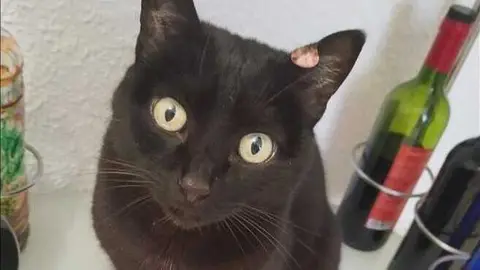 Greta necesita un hogar. Fuente: Facebook Asociaci&oacute;n HADA