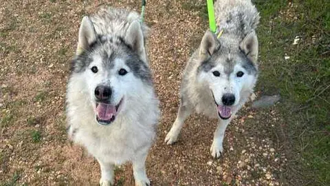 Estos son los dos perros que buscan adopci&oacute;n. Fuente: Facebook Con u&ntilde;as y dientes