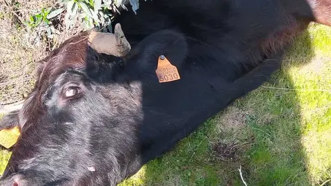 Una de las vacas que fueron encontradas muertas