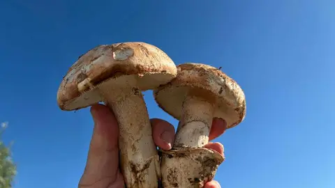 gurumelo 2