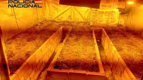 La Polic&iacute;a Nacional desmantela una plantaci&oacute;n interior de marihuana. Fuente: Polic&iacute;a Nacional
