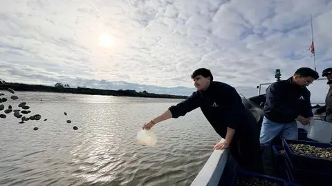 Suelta de almejas finas en el r&iacute;o Piedras. Fuente: Junta de Andaluc&iacute;a
