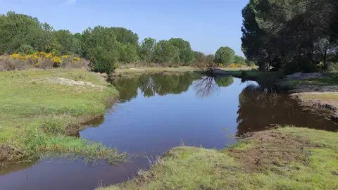 Zacay&oacute;n rebosando en el paraje de La Higueruela, entorno de Do&ntilde;ana (t&eacute;rmino de Almonte)