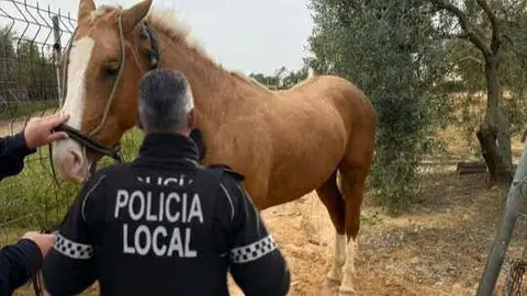 Caballo suelto en Almonte. Fuente: Facebook Polic&iacute;a Local de Almonte