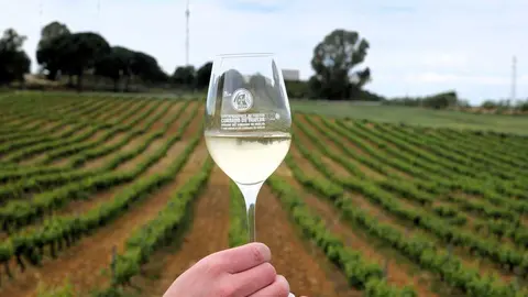 Consejo Regulador Condado de Huelva
