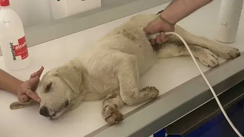 Perla, cachorra abandonada en Huelva. Fuente: Facebook La Tropa de Isra