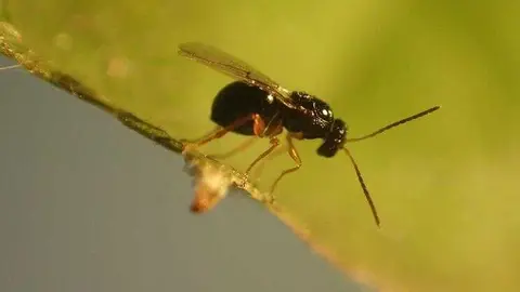 Avispilla del casta&ntilde;o 1