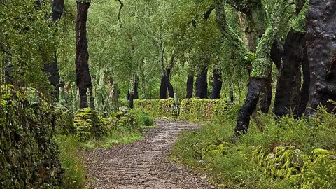 camino alcornoques