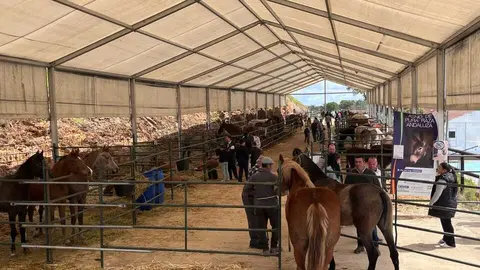 Feria de ganado de Puerto Moral 3