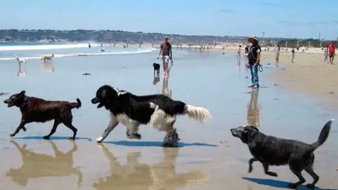 Perros en la playa. Fuente: Facebook de Plataforma de Polic&iacute;as Locales de Almonte