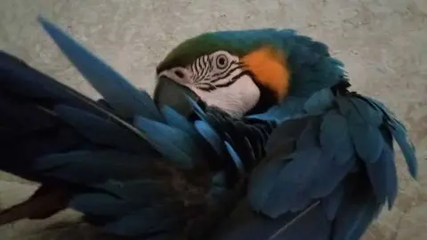 Currito, guacamayo perdido en Santa Olalla del Cala