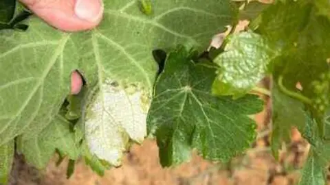 Vi&ntilde;edo Condado de Huelva 2026 primeras manchas mildiu