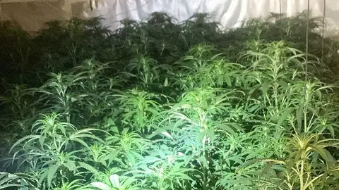 La plantaci&oacute;n de marihuana intervenida est&aacute; siendo objeto de investigaci&oacute;n