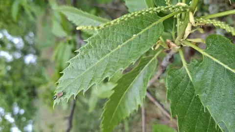 avispilla casta&ntilde;o 05