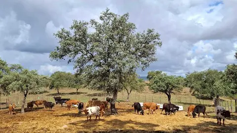 vacas capeas Cumbres Mayores 1