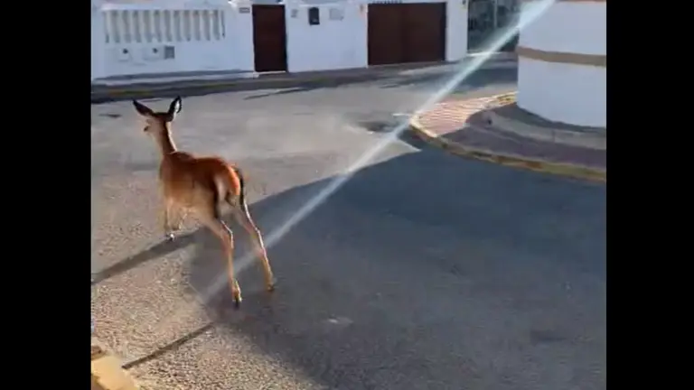 Ciervo corriendo por Matalasca&ntilde;as