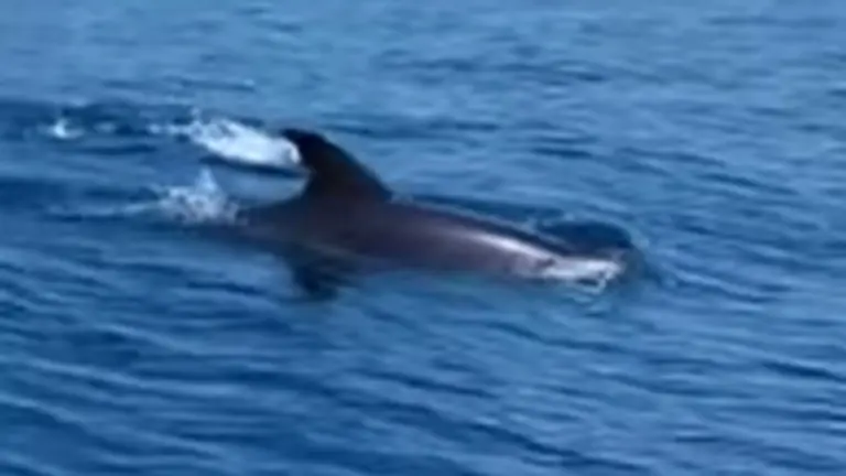 Delfines en Matalasca&ntilde;as. Ayuntamiento de Almonte