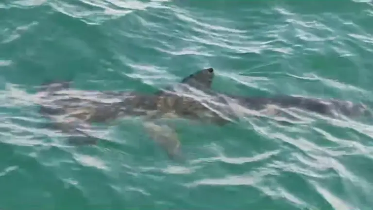 Tibur&oacute;n martillo en aguas onubenses. V&iacute;deo: Pesca Huelva