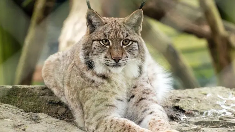 Foto de archivo de un lince ib&eacute;rico