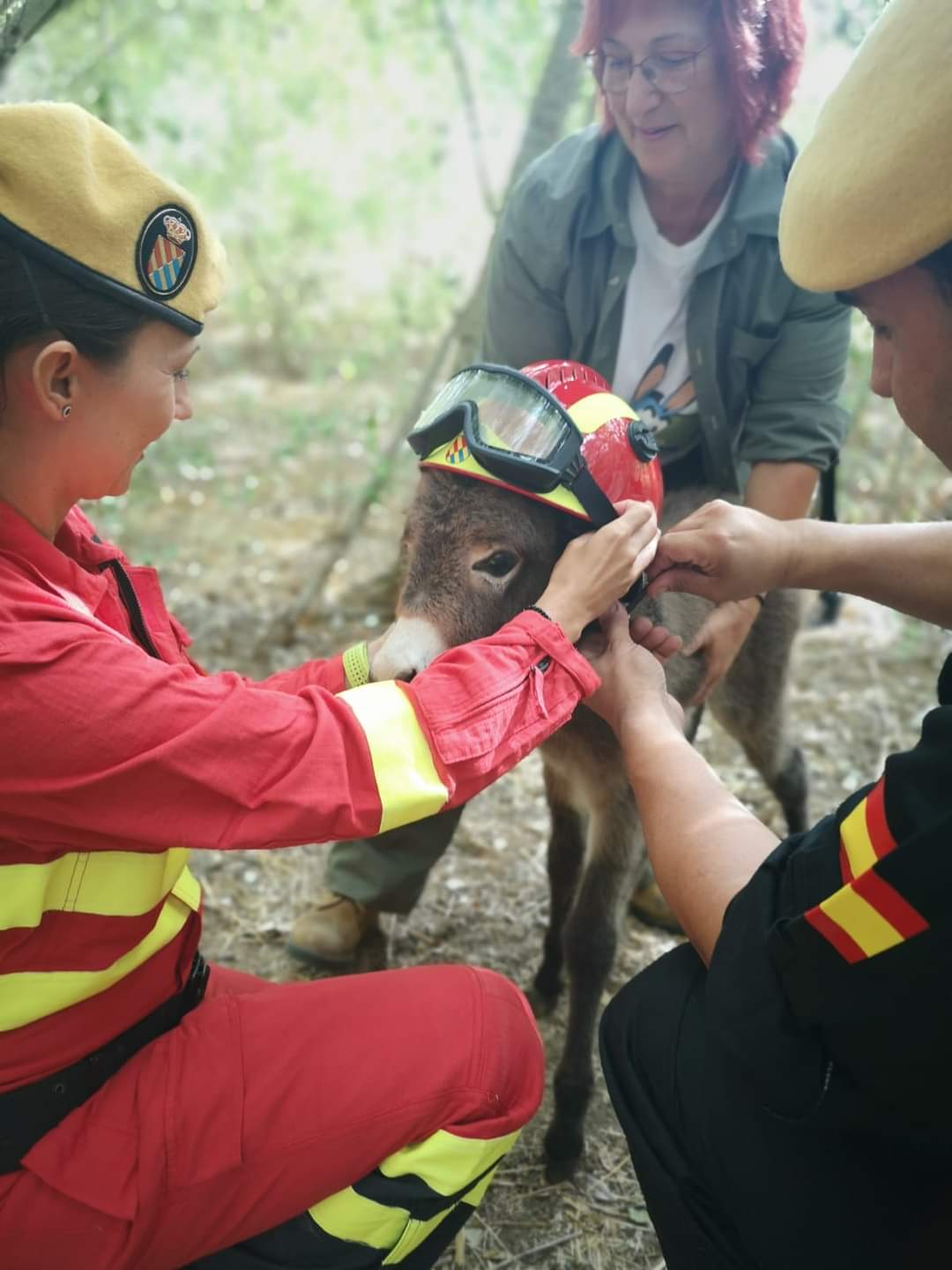 Militares le colocan el casco a la burrita UME