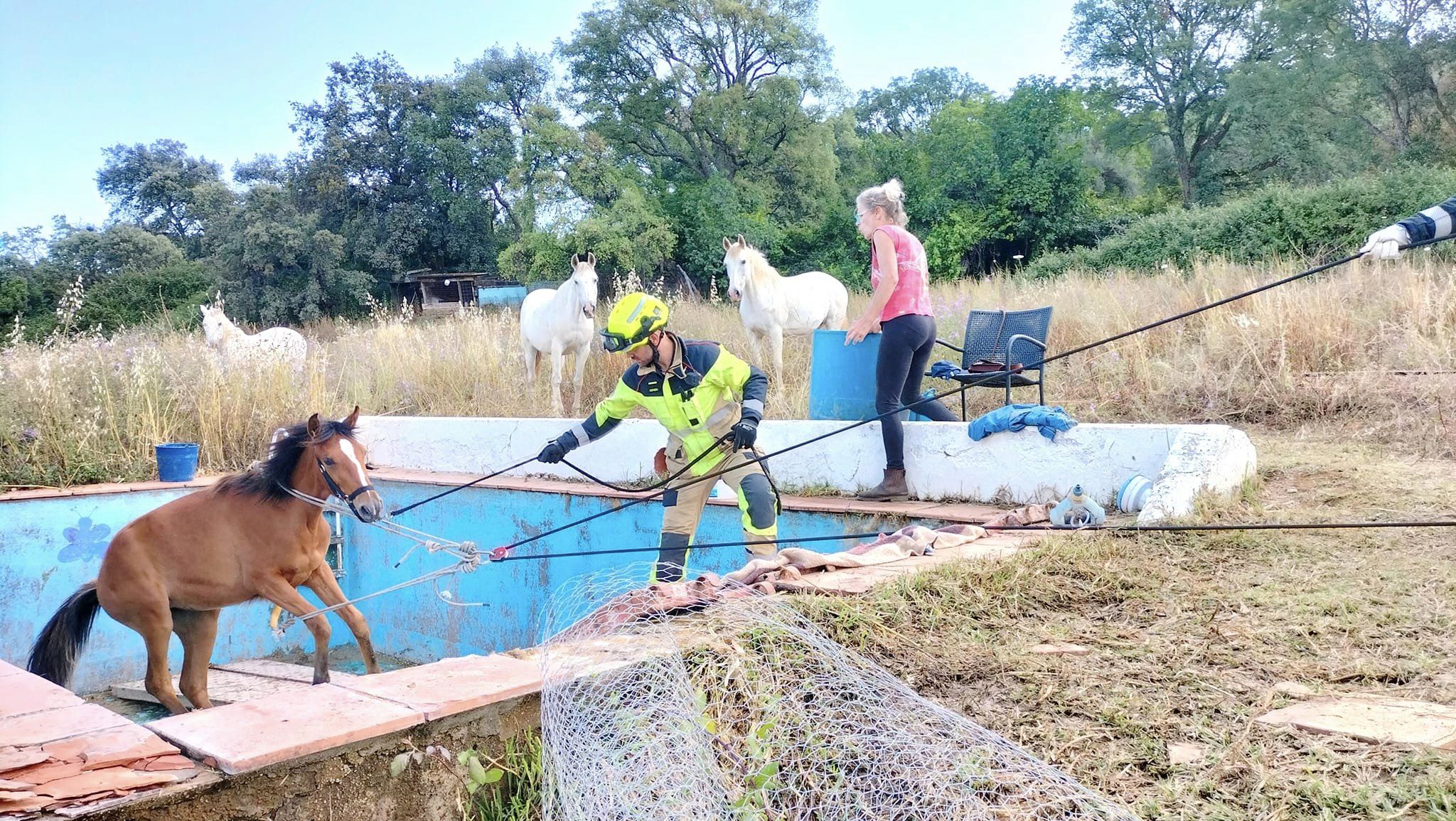 rescate potro3