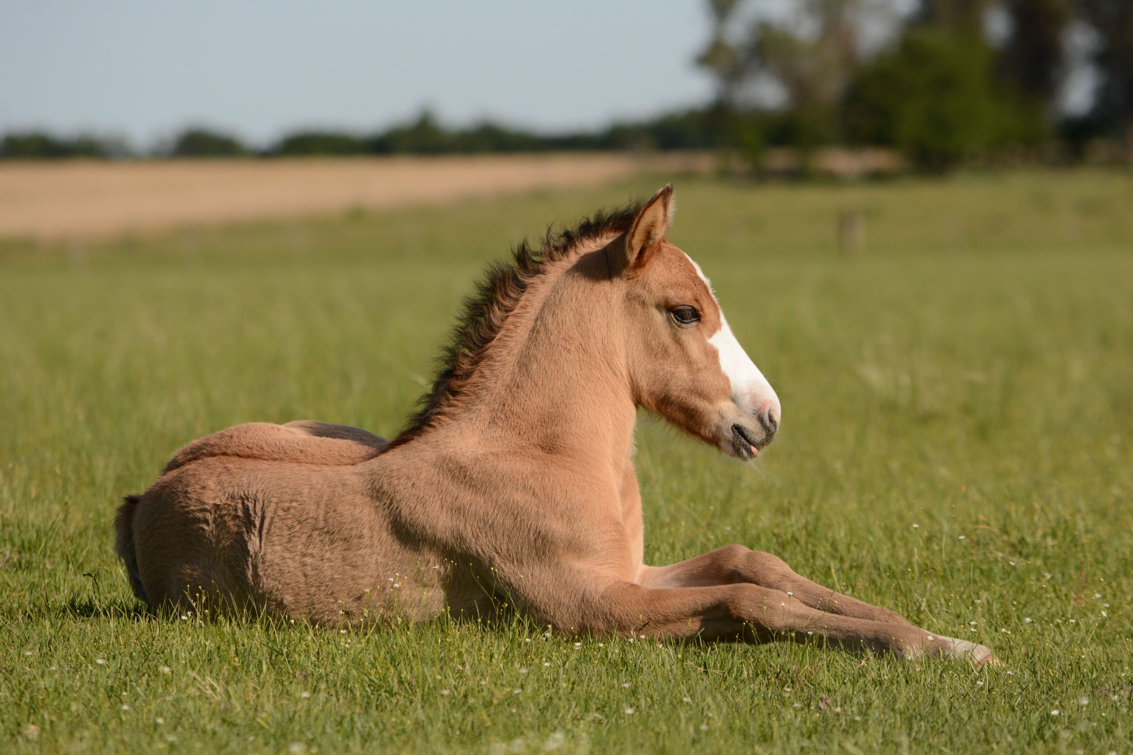 caballo West Nile (1) (1)
