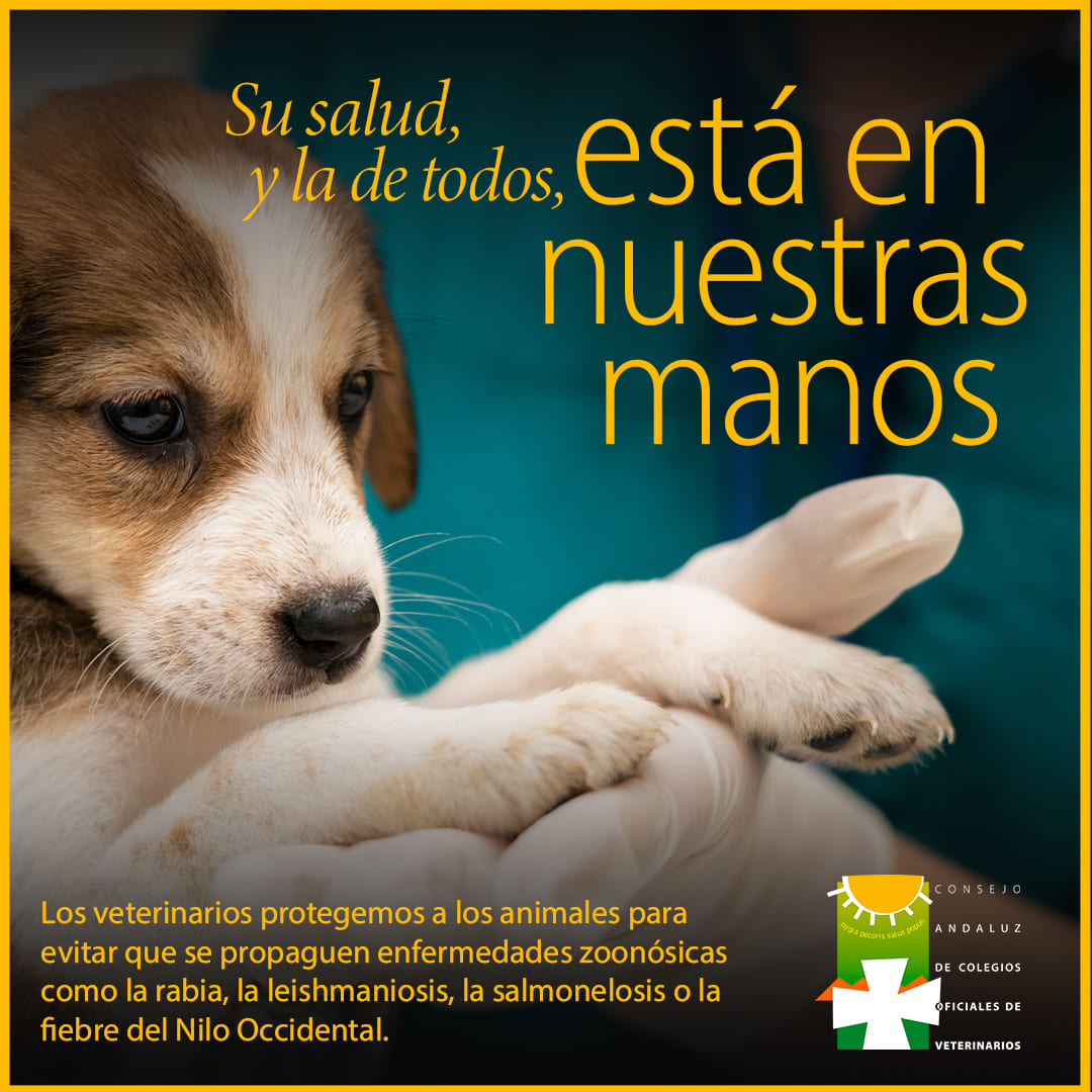VETS-MANOS- 1080x1080 - Perro (1)