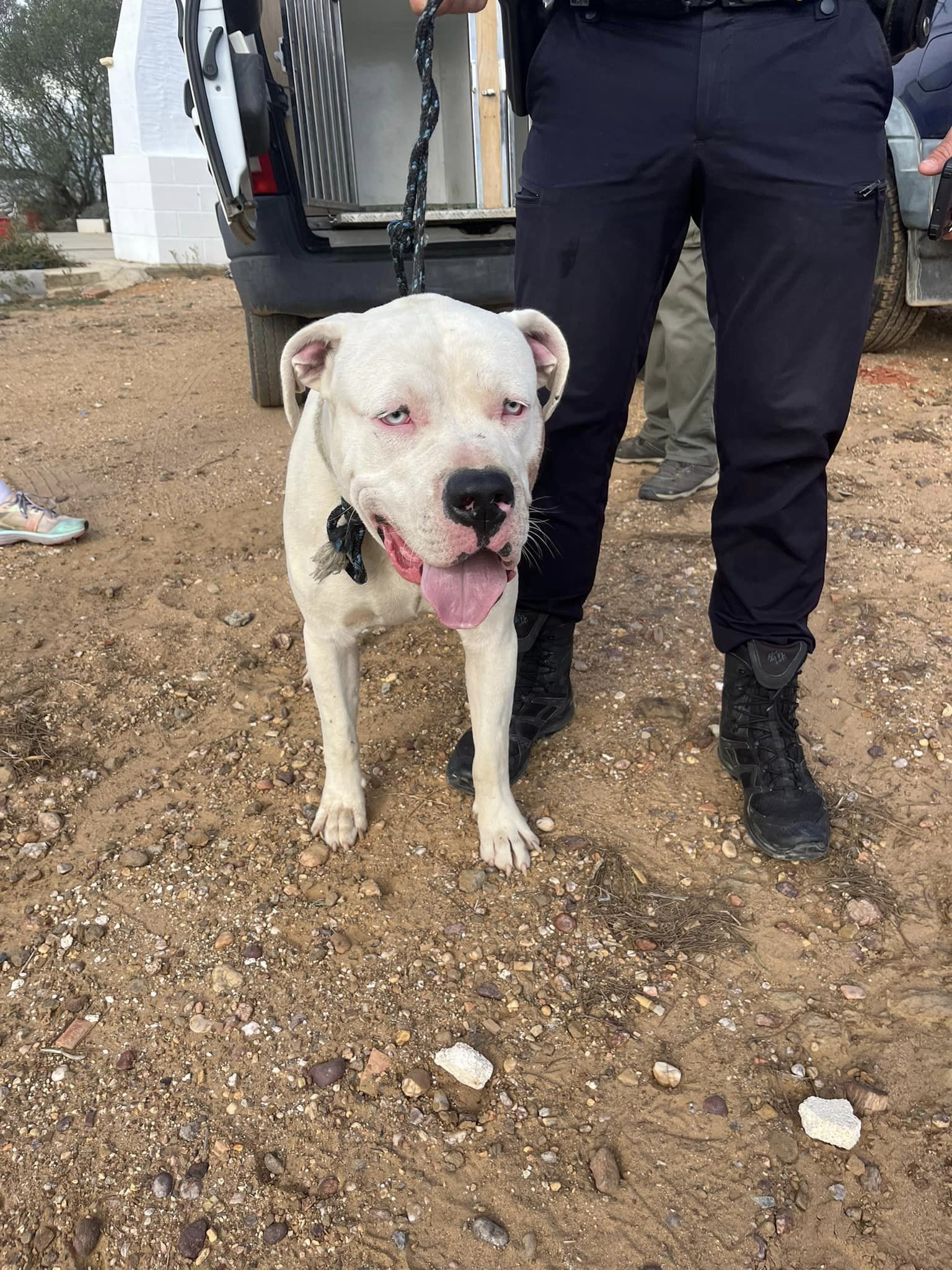 Perro abandonado en Lepe