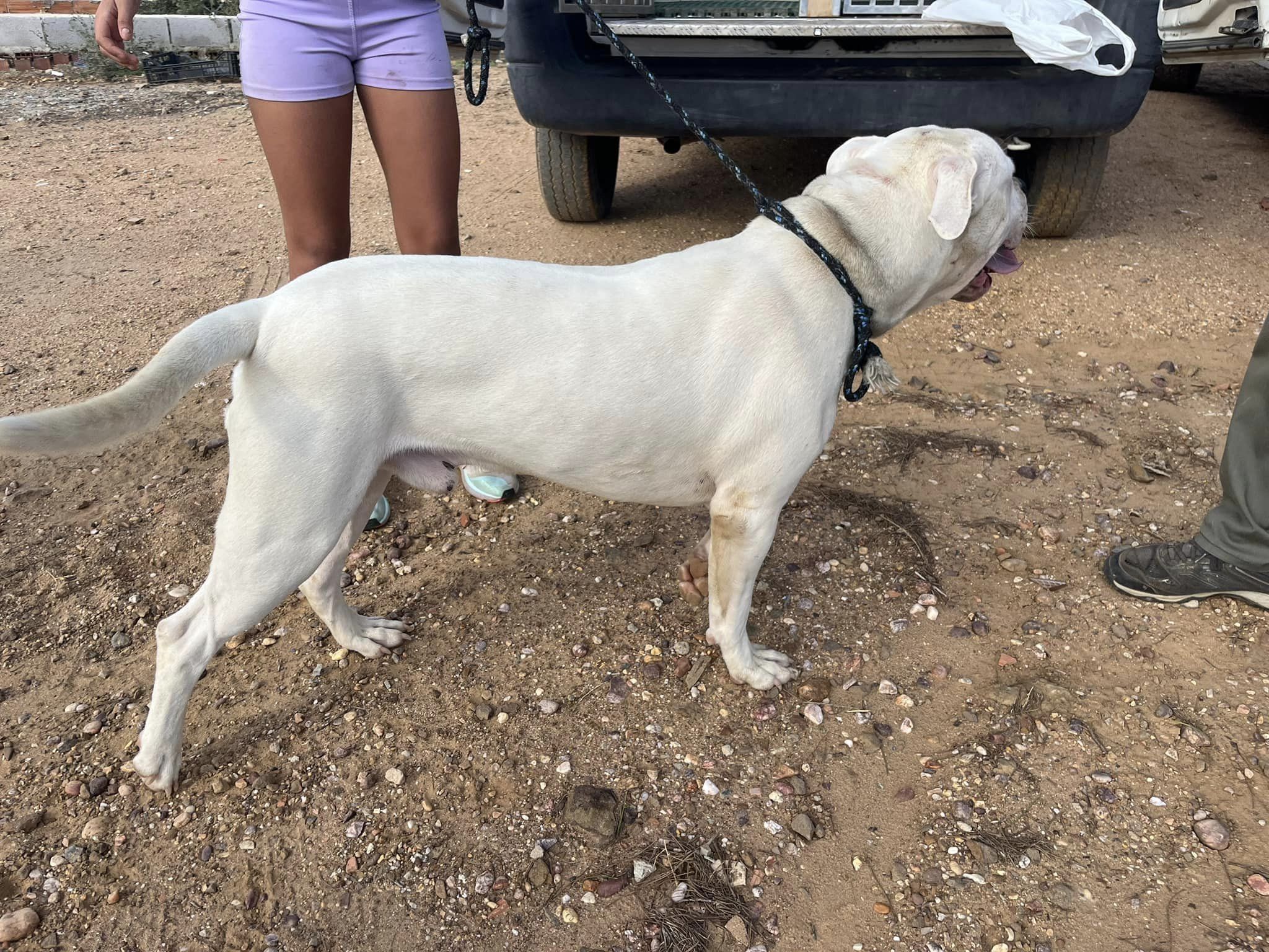 Perro abandonado en Lepe