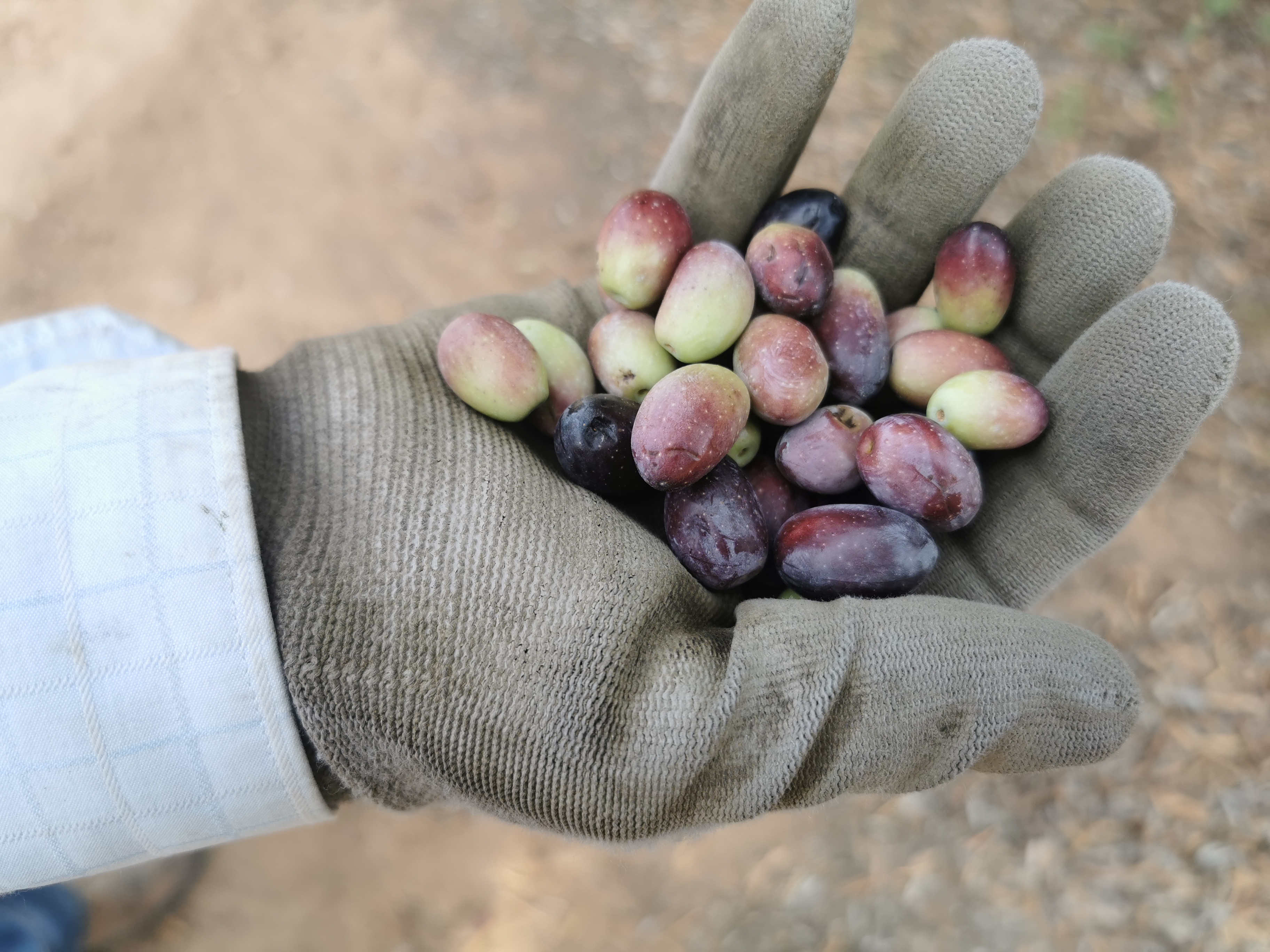 Restos del fruto sustraído