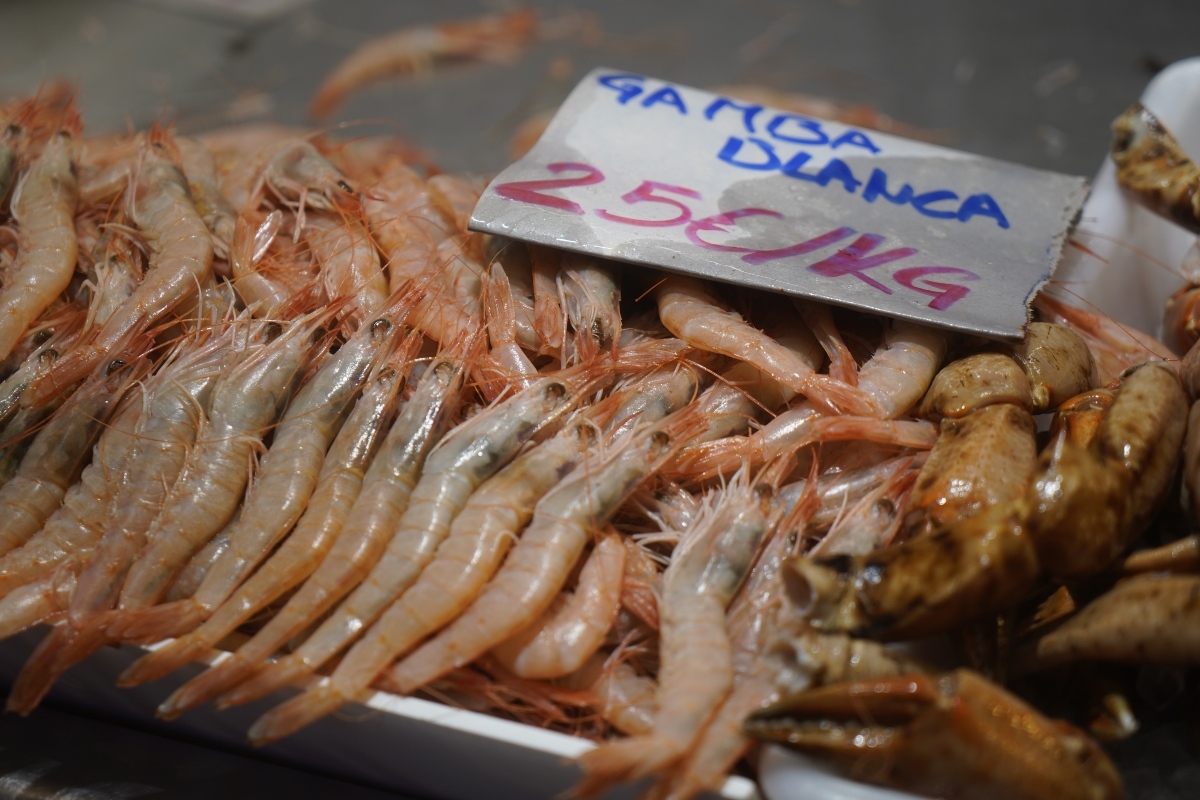 gamba-blanca