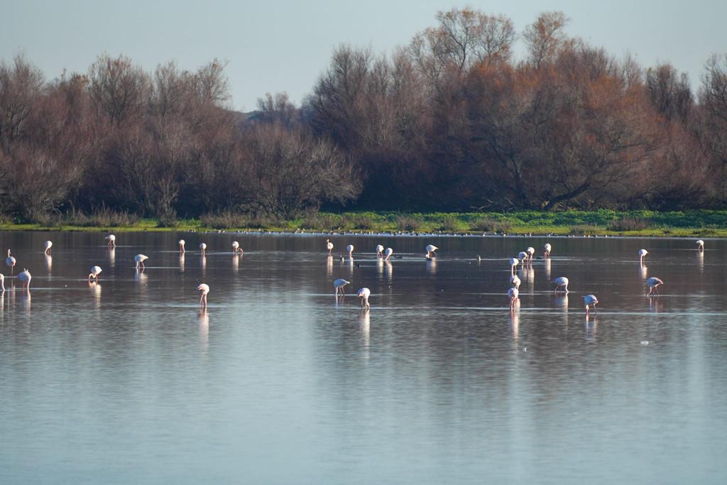 Doñana