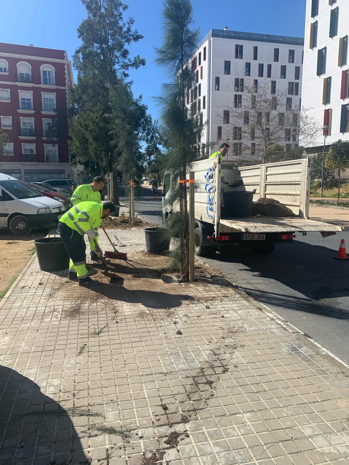 Replantación