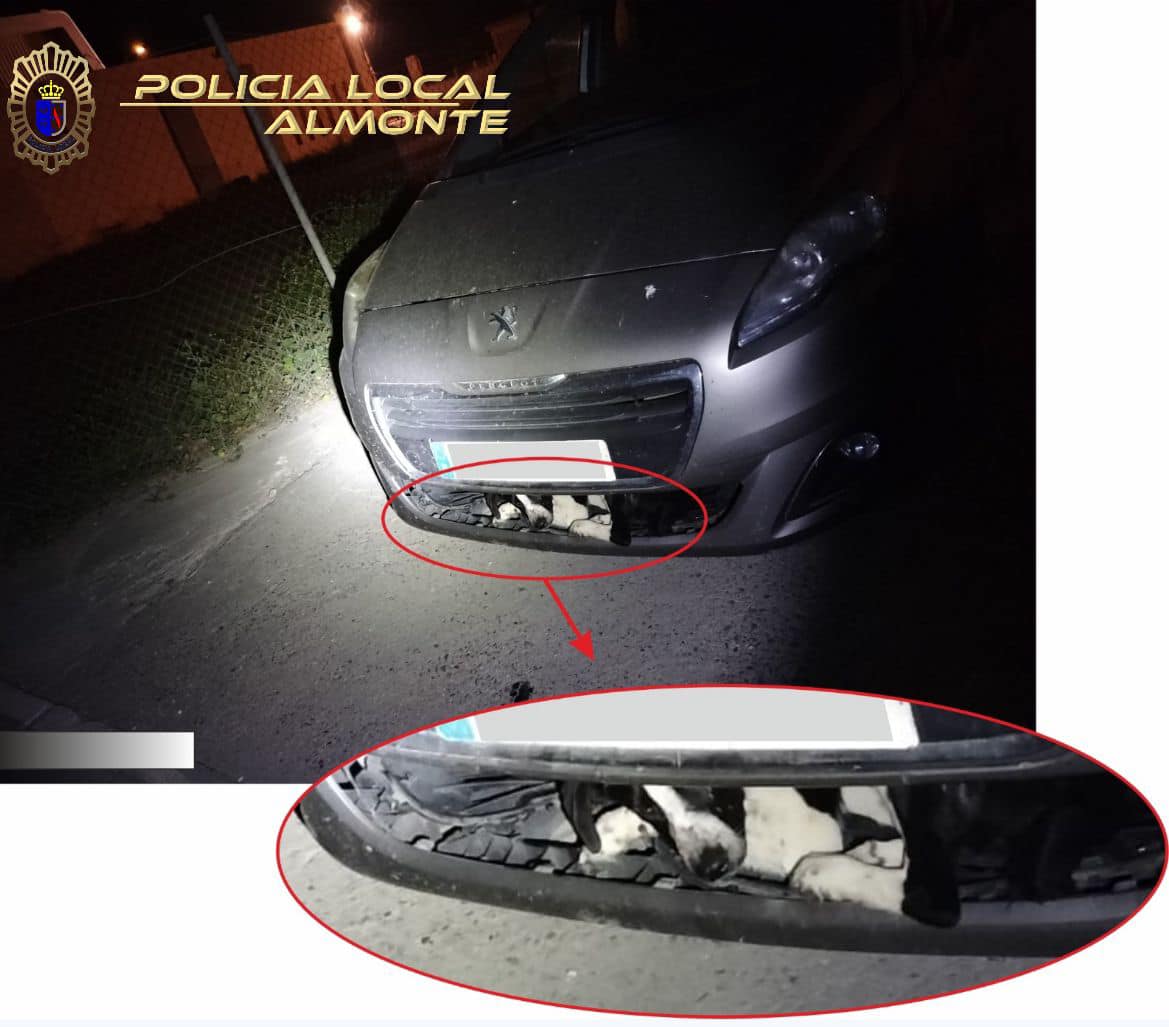 Perro atrapado en el paragolpes de un coche