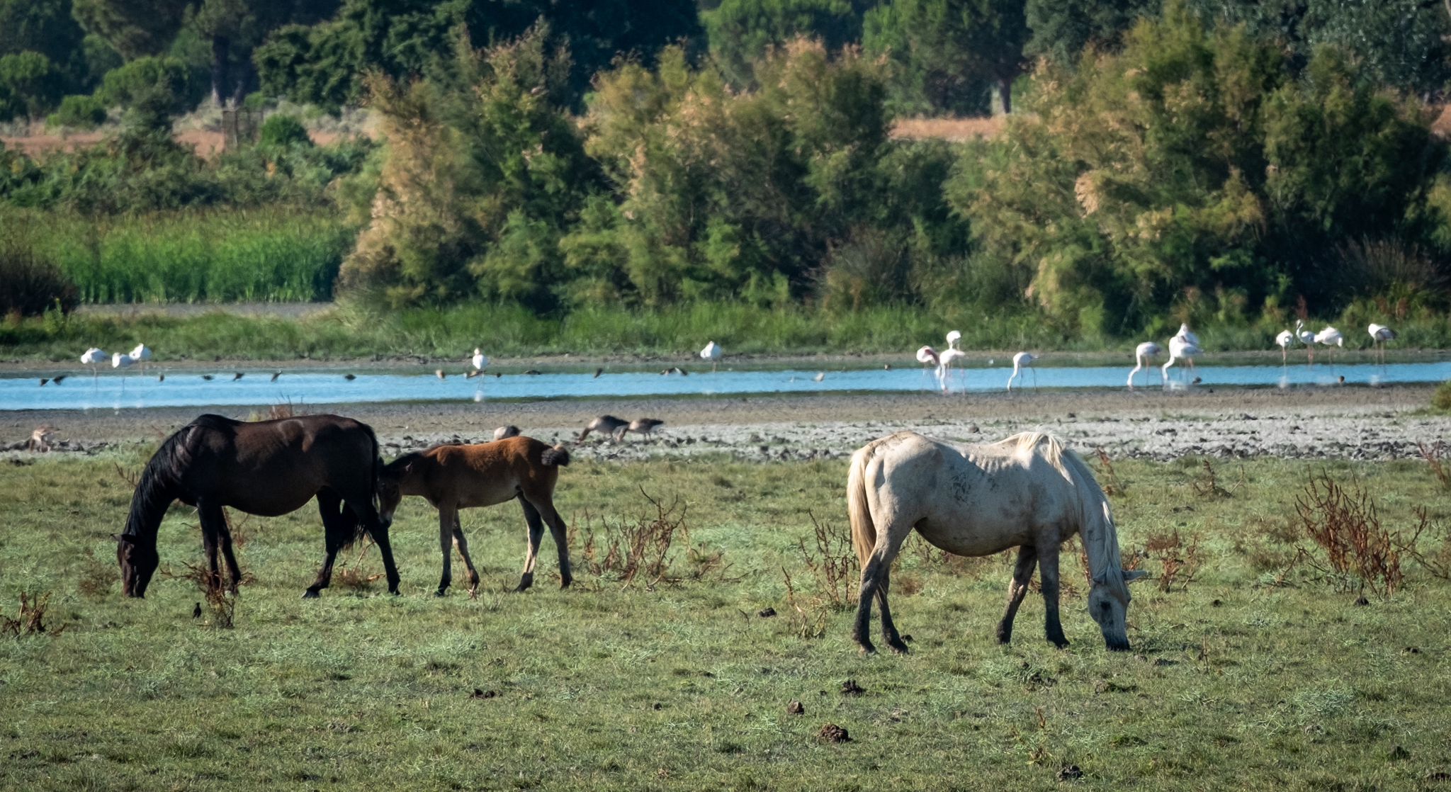 Caballos en las marismas almonteñas
