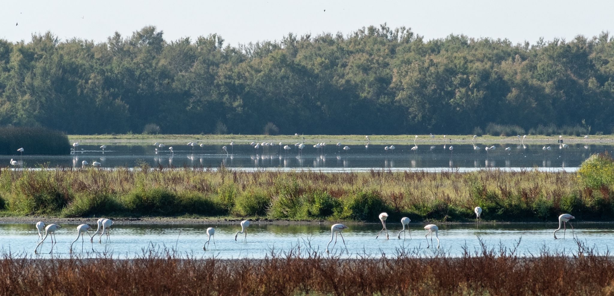 Flamencos en las marismas de El Rocío