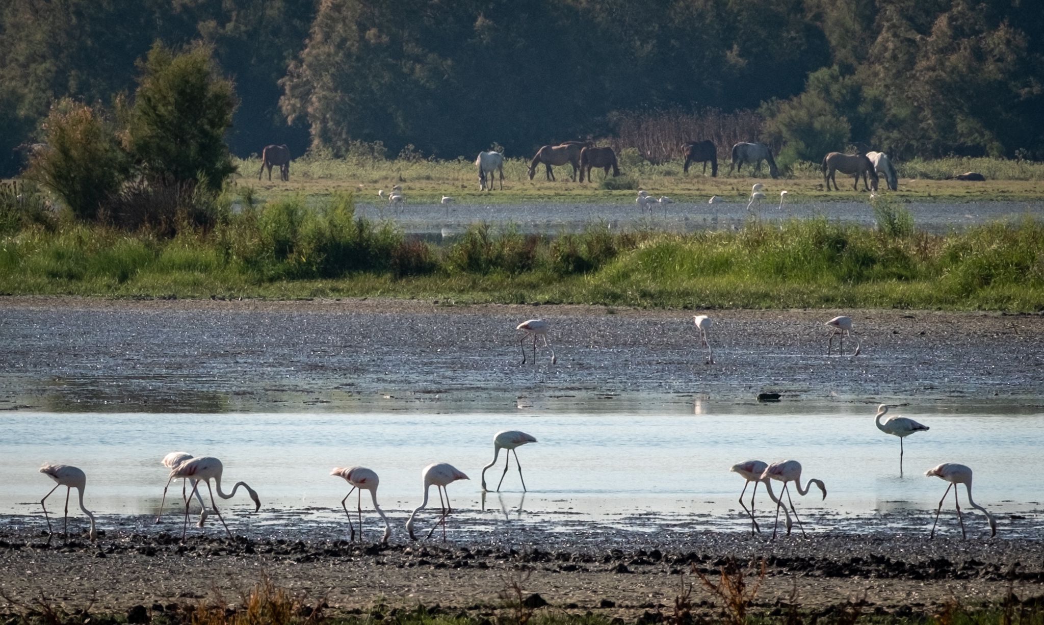 Flamencos y caballos conviven en las marismas