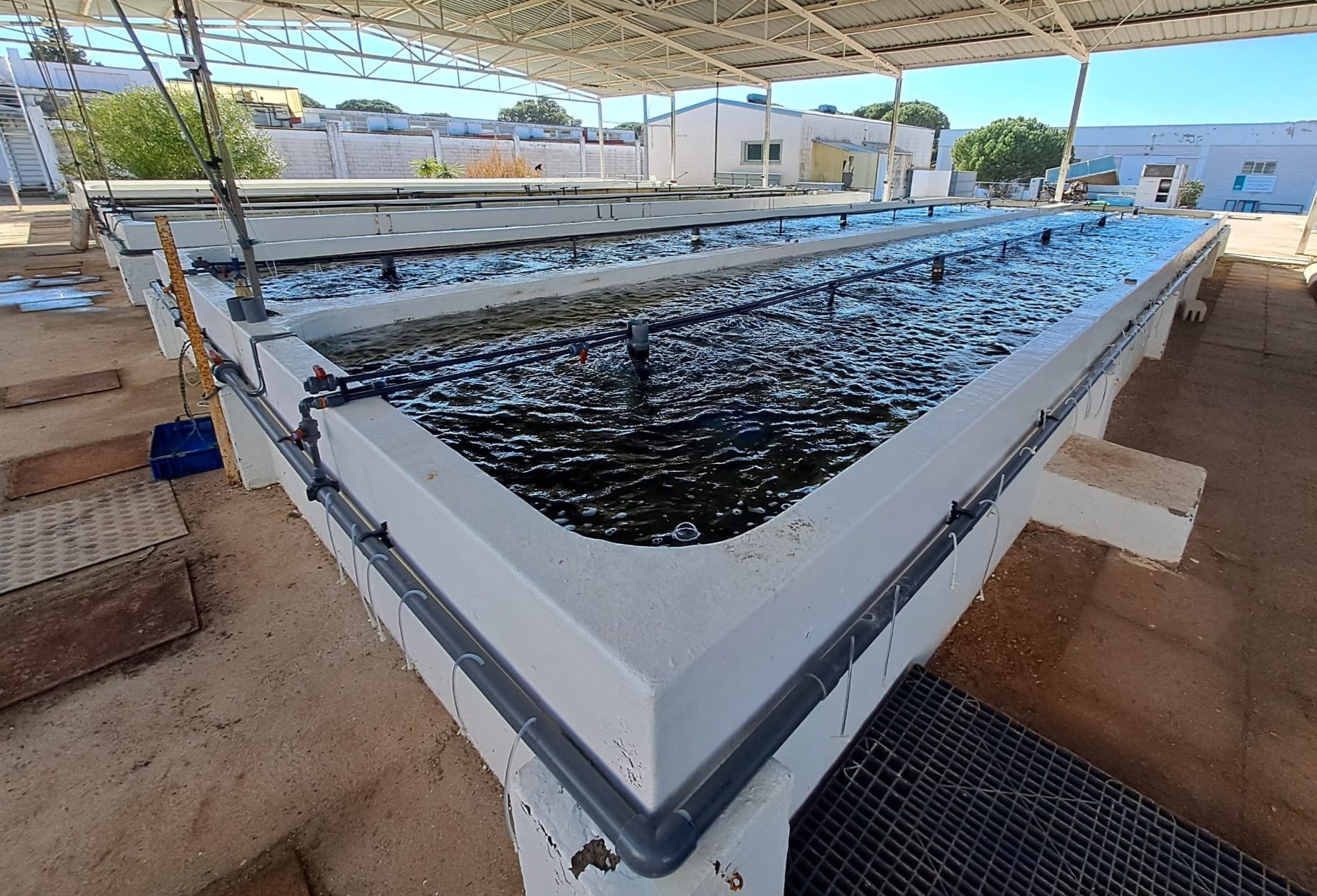 1 Instalaciones de engorde y mantenimiento de ejemplares adultos IFAPA Centro Agua del Pino