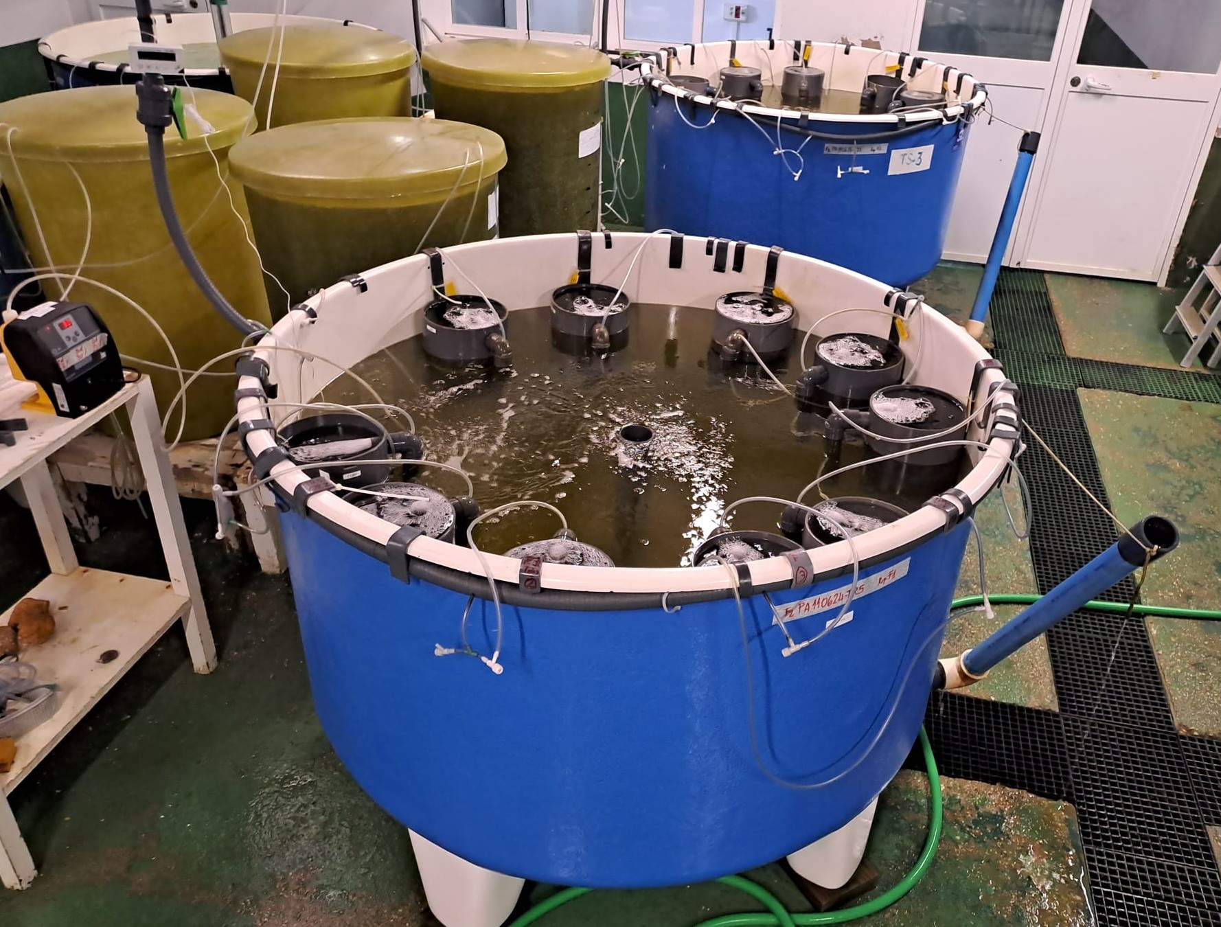 3 Instalaciones para el cultivo larvario Centro IFAPA Agua del Pino