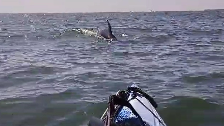 Delfines en Mazagón