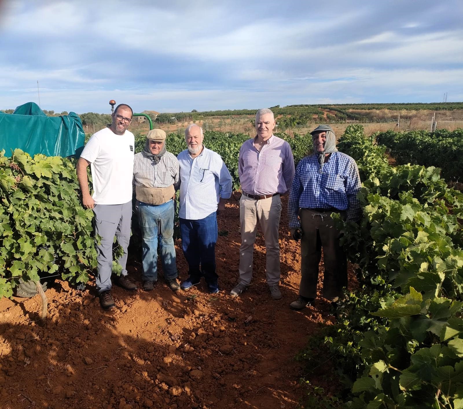 Manuel Infante y Manuel Barrera, acompañados por los hermanos Juan Carlos y Manuel Sánchez Betanzos, presencian la vendimia de la uva tinta syrah en un pago de Rociana del Condado junto con el técnico Pedro Clemente.