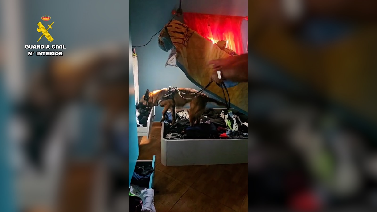 Un perro en pleno registro