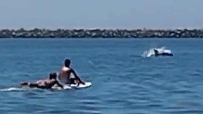 Foto de los delfines en la playa de Ciparsa, Mazagón