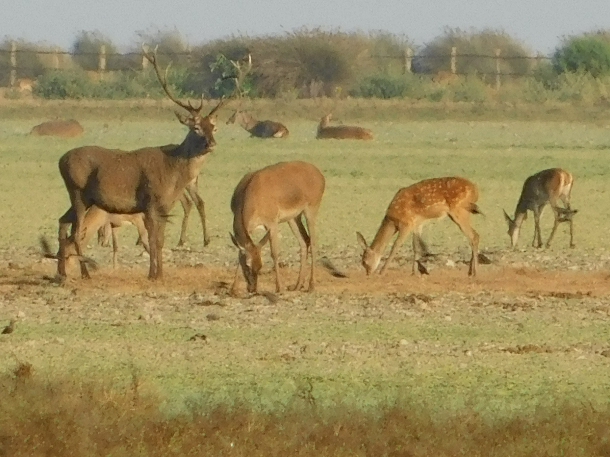 Ciervos en Doñana 2