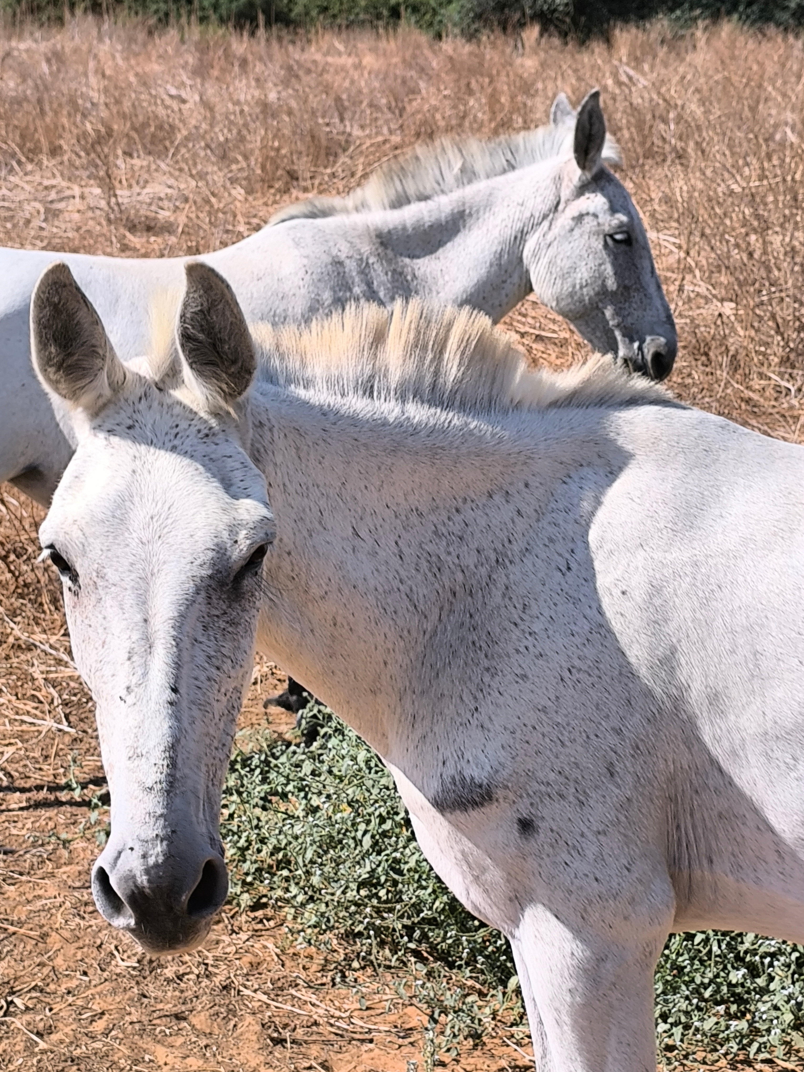 Mulos en los campos de Huelva