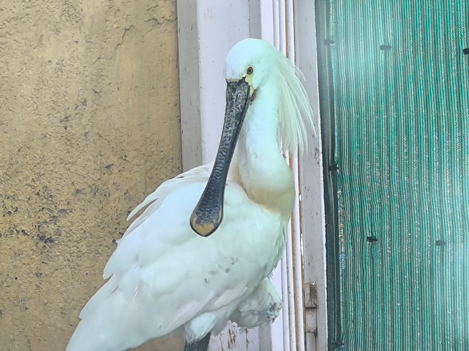 Espátula en el CREA de Marismas del Odiel