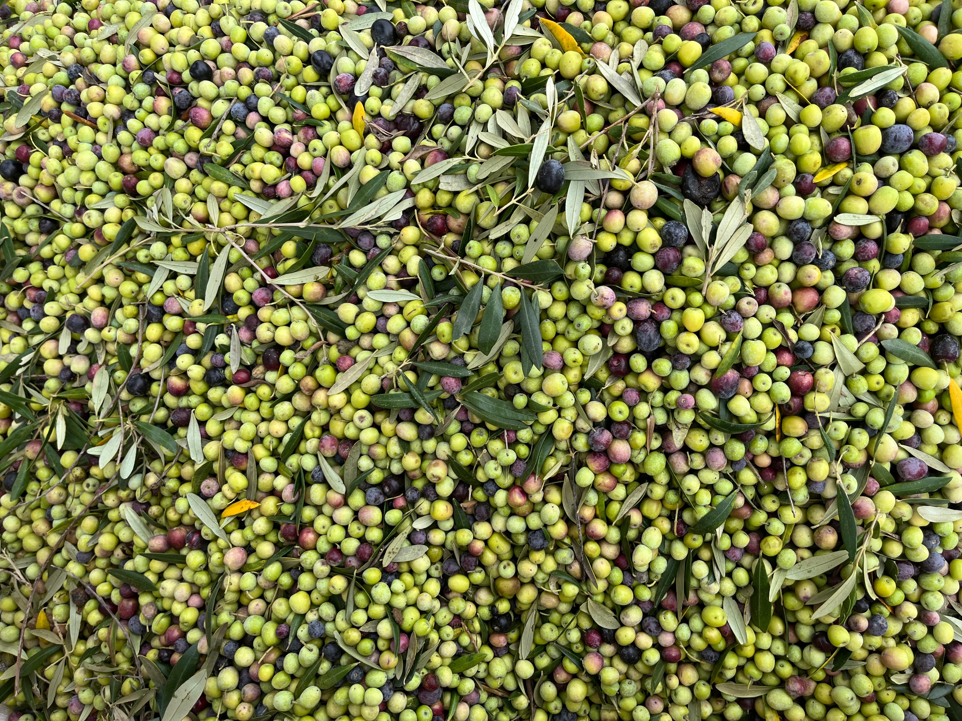 Aceitunas Sergio G