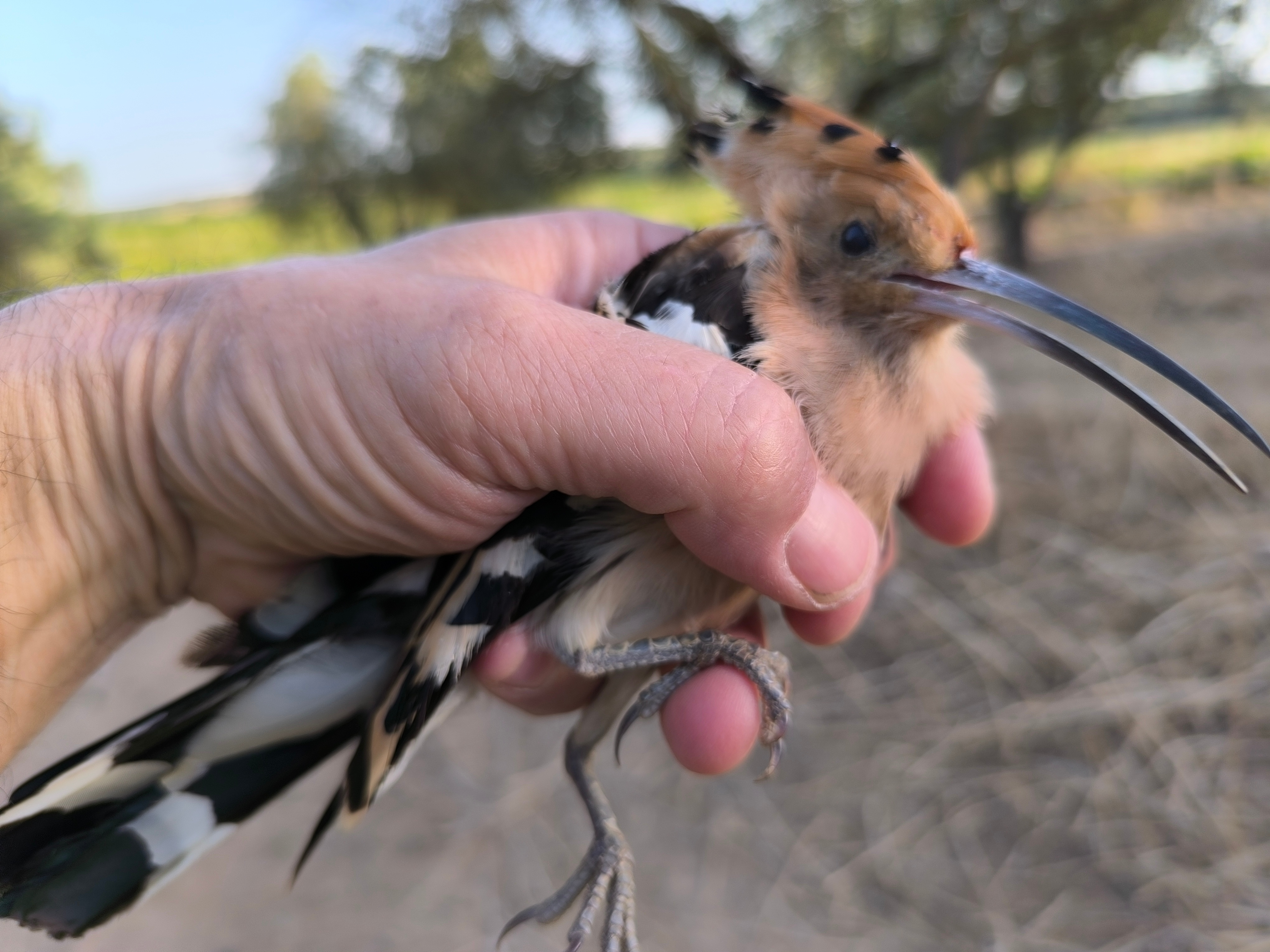 Abubilla salvada en uno de los arroyos de Doñana